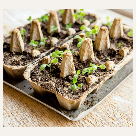 [Fun-in-a-Box Activity] Plant Your Own Peas